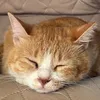 めぐみん