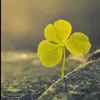 viet_anh_qb.1995