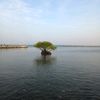 chenk_16