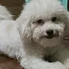 boop0331