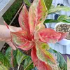 lutfiyani051016