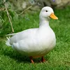 quacking_duck_