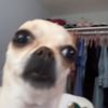 lilchickentendy