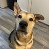 bailey_boo_bear_