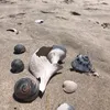 moethetoe51