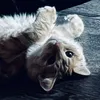 _karnach