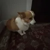 lxllixz
