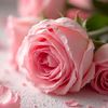 sherin59417