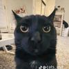 sillycarenjoyer1312