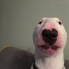 andyandyca