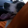 ppaliaaa