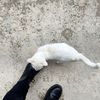 guarddog_