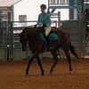 horsesforlexi