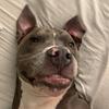 huck_the_pitbull