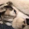 tassiapaulaaa