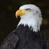 gigicomo2