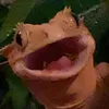 slightly_aggressive_lamp