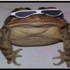 frickin_frog
