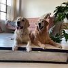 thatdappergolden