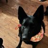 eloise_the_black_gsd
