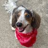 odiethedoxie