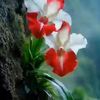 missyoumaya315