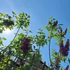 singlecactus95