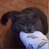 ittzzahra