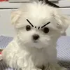 doxinh_199