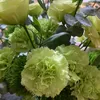 annguyen15031