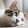meomew2703
