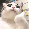 kitnarongmanrod