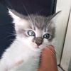 sp1cy_tuna