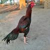 faighteraseellmurga1