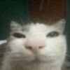 mewggie