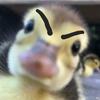 angry_duck32