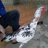 ganoi.vn