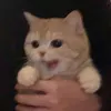sh4hjj0