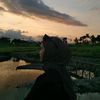 sfriiyaa