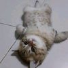 dandan_aleid