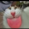 mishagrng