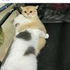 user_888_003