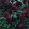 shko_198273