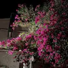 yahya_araz2