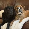 Jess | Scout and Georgie