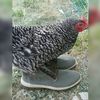 oreo_chicken