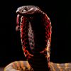 moh_lking_cobra