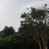freerawvids