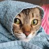 ilovekitties2299