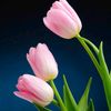 tuliplover2016